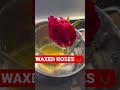 WAXED ROSES FULL VIDEO ON DESCRIPTION Candles Candlebusiness Waxed Waxedflowers
