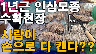 1년근 인삼모종 묘삼 수확현장 장뇌삼 산양삼 모종 새싹삼 새싹인삼