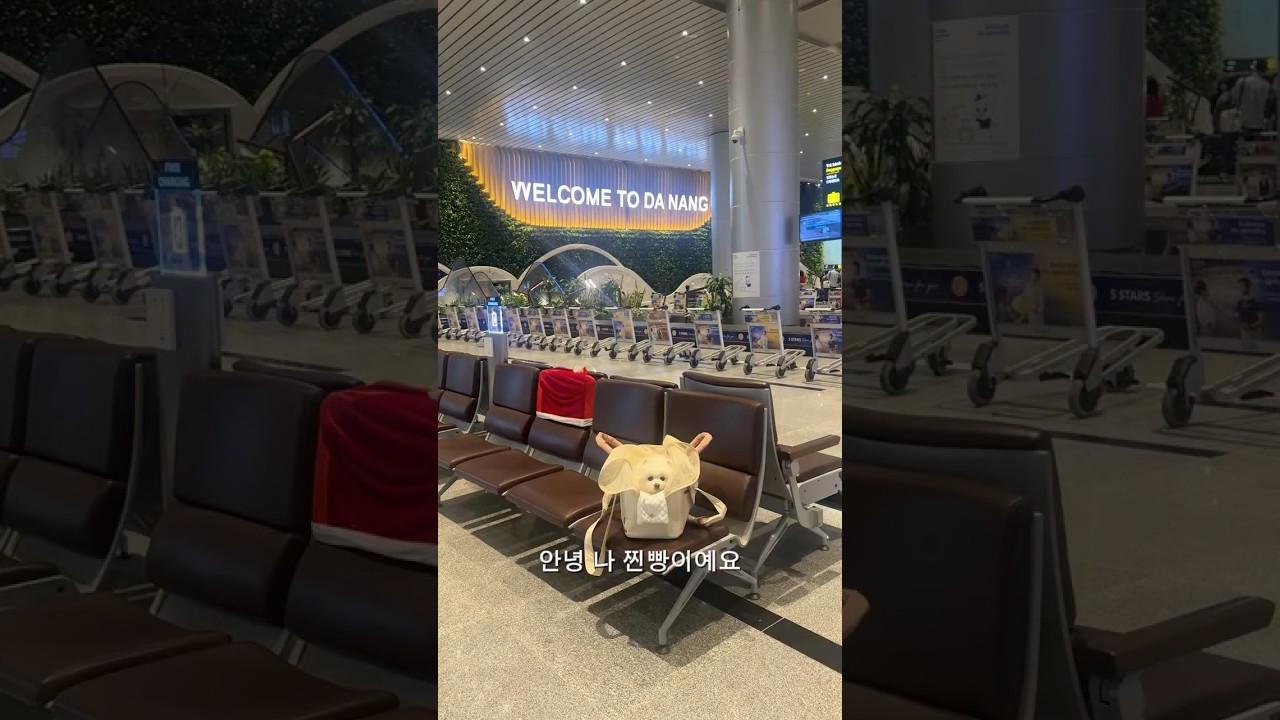 베트남 다낭 5회차 브이로그｜찐빵이와 함께한 여행 ✈️ #강아지 #다낭여헹 #pomeranian