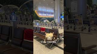 베트남 다낭 5회차 브이로그｜찐빵이와 함께한 여행 ✈️ #강아지 #다낭여헹 #pomeranian