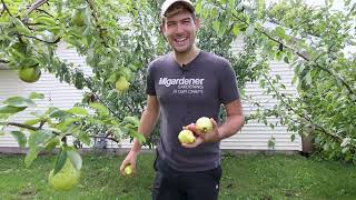 Tasting and Comparing All The Pear Varieties I