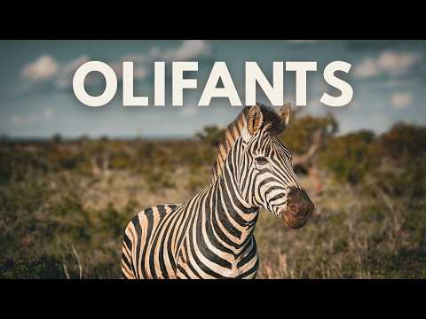 Ep. 20 | Kruger National Park – OLIFANTS in Summer