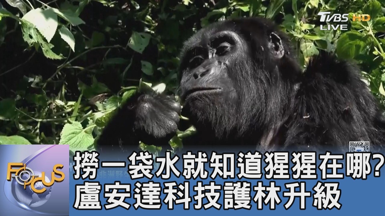 撈一袋水就知道猩猩在哪?盧安達科技護林升級
