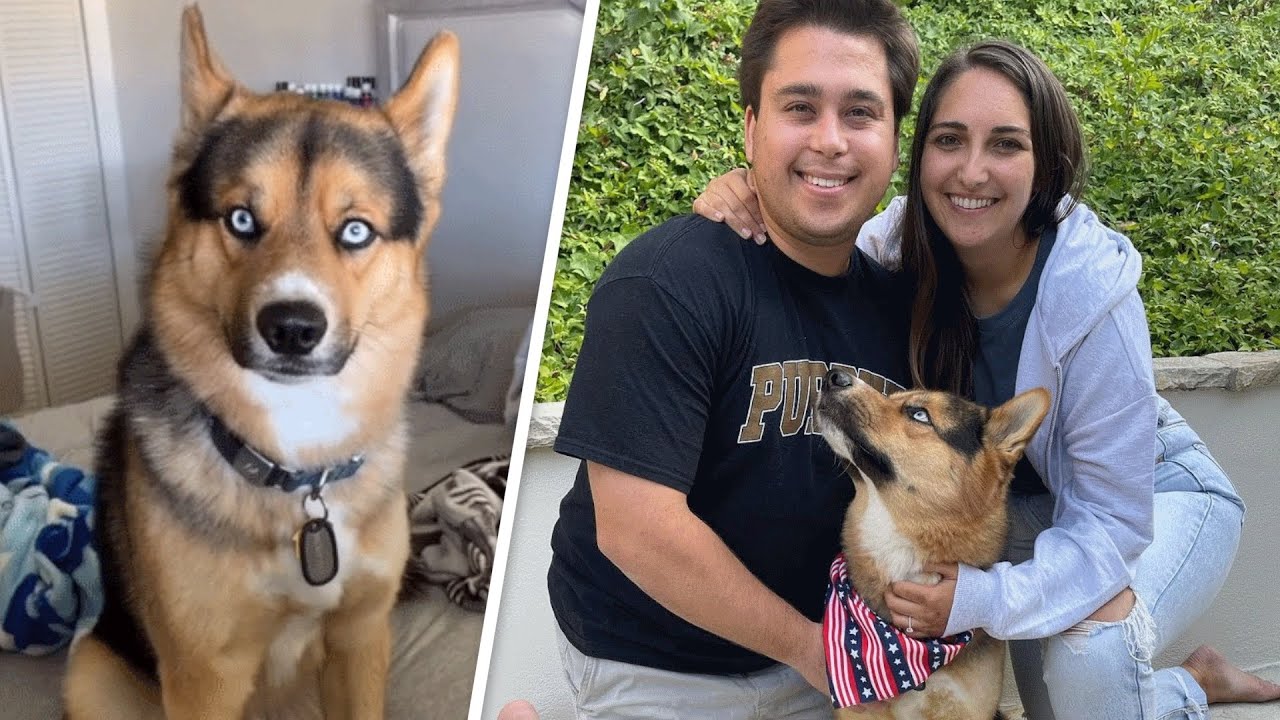 A strange puppy was dumped outside shelter. It was the best thing that happened to him.