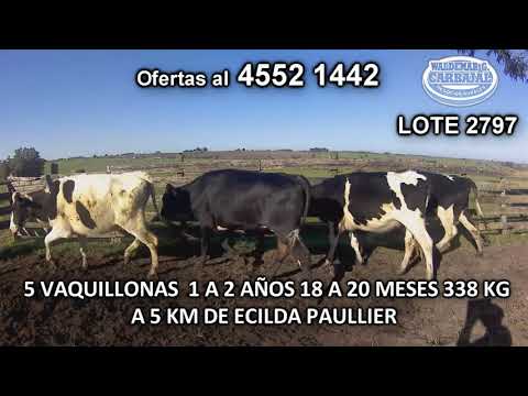 Lote 5 Vaquillonas 1 a 2 años 4 HO- 1 KIWI 338 Kgkg -  en Ruta 11- A 5 Km de Ecilda Puallier