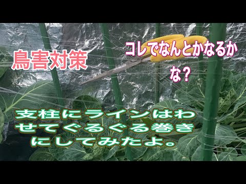 この春、苗木を鳥から守るにはどうすればよいでしょうか？羽のある鳥が若い植物を食べないようにするための 5 つのヒント  庭園