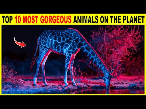 Top 10 Most Gorgeous Animals on the Planet | Into the Wildscape