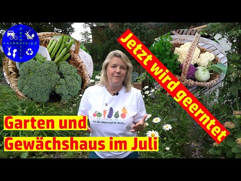 Gewächshaus und Garten im Juli - jetzt wird Obst und Gemüse geerntet!