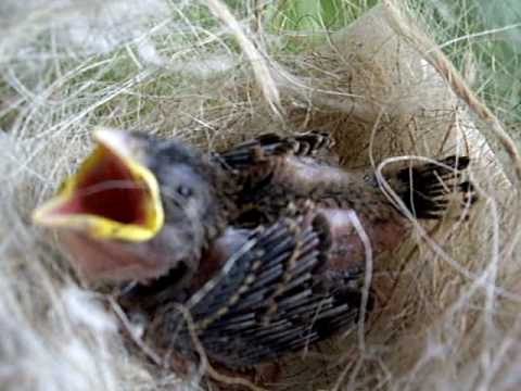 comment soigner un oiseau tombé du nid