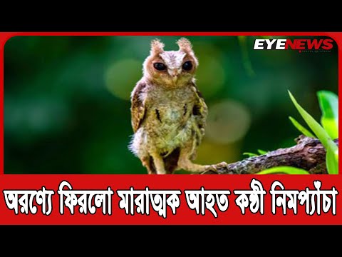 যত্ন ও ভালোবাসায় যেভাবে লাউয়াছড়ার অরণ্যে ফিরলো মারাত্মক আহত কন্ঠী নিমপ্যাঁচা