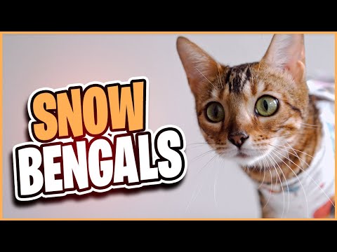 Owning a Snow Bengal – What you need to know!