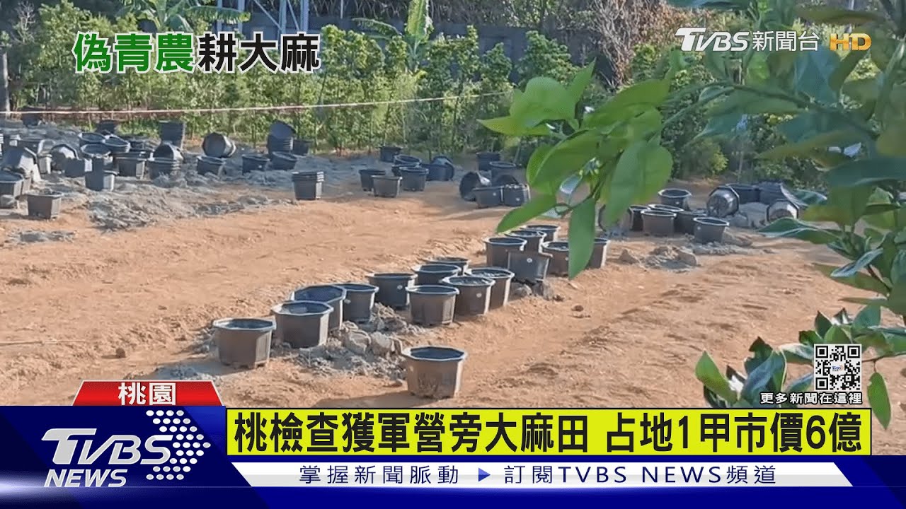 軍營外暗藏金三角　種4千株大麻市價6億