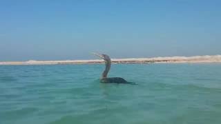 Swimming with a lonely Socotra cormorant. Migrating Bird in Ras Al Khaimah beach