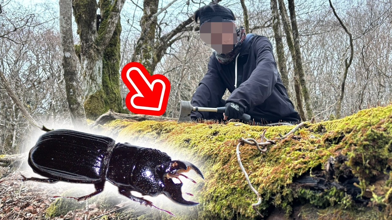 富士山にクワガタ採集しに行ってみた結果がヤバい…