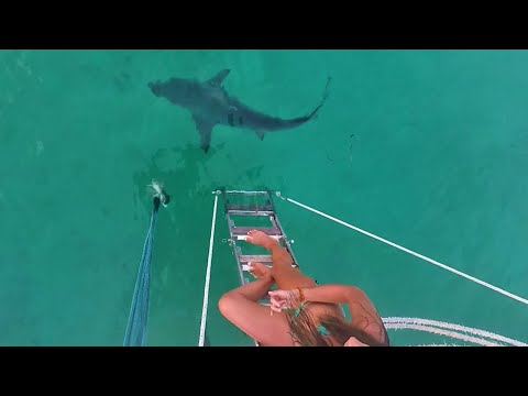 Ep.249 Shark Feeding