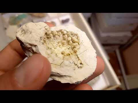 CORAL FOSSIL Stylina subornata  - Upper Jurassic - Wierzbica quarry- POLAND 1G2