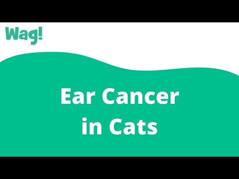 Ear Cancer in Cats | Wag!