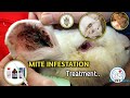 How to treat mite infestation in rabbit | rabbit ear mite treatment |ear mite infection | mange