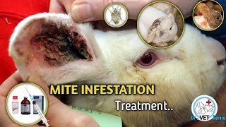 How to treat mite infestation in rabbit | rabbit ear mite treatment |ear mite infection | mange