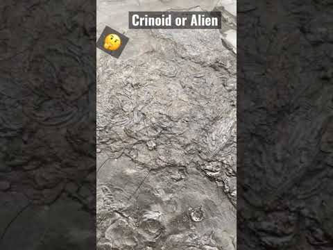 I found An Alien Like Fossil!