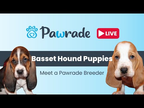 Pawrade Live