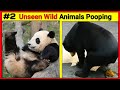 Wild Animals Pooping Compilation 2 Animals Pooping Animals