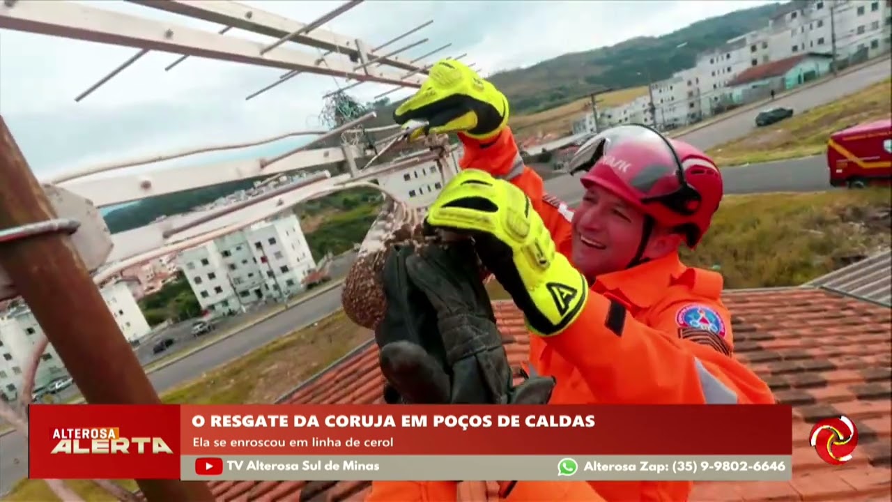 Coruja é resgatada presa em telhado de casa em Poços de Caldas
