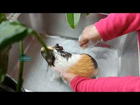 How I bathed and dried our lovely Cocco the guinea pig.#guineapigs #nature #cute #happy