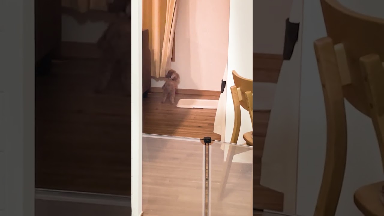 見てるよ。　#shorts #トイプードル 　#かわいい 　#犬