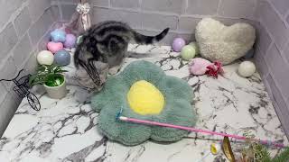 アメリカンショートヘアの動画01