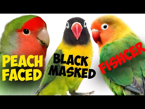 Which LoveBird is Best for You?! | Top 3 Lovebirds Subspecies. || (Parrot Mansion Update)