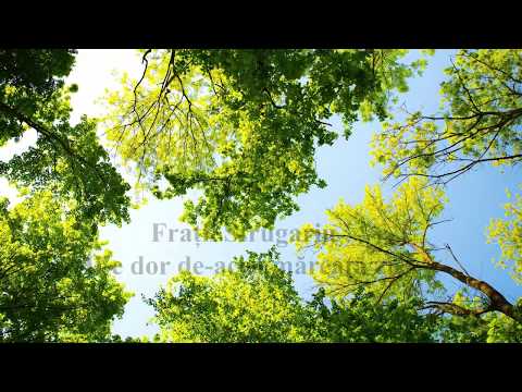 NOU!!! FRATII STRUGARIU -  Mi-e dor de acea mareata zi