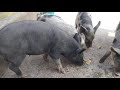NK Pig Farming