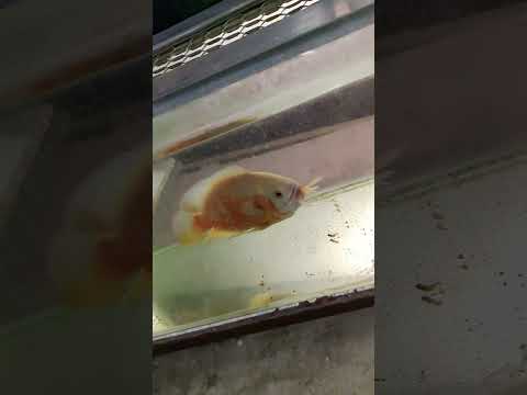 live feeding Oscar attack #livefeeding #aquaculture #fishfarming #experiment