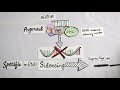 RNA INTERFERENCE RNAi Mechanism And Applications