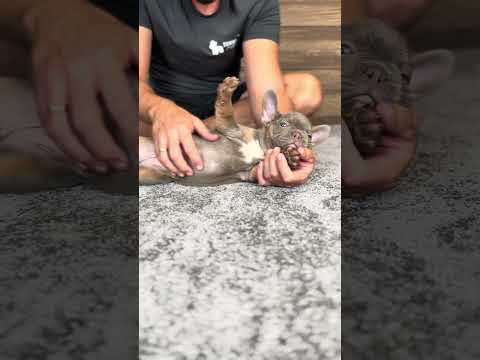 Video 1