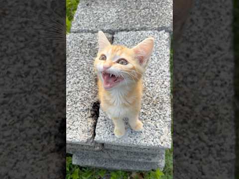 cat video ! cat voice ! cat sound ! cat meowing #shorts #short #youtubeshorts #cat #cats #catsound