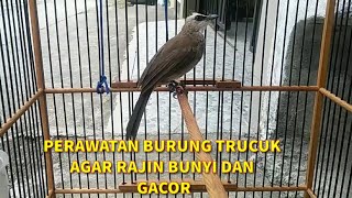 Download lagu How to care for Trucukan birds so that they sing diligently and GACOR mp3