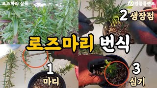 로즈마리 번식 방법 