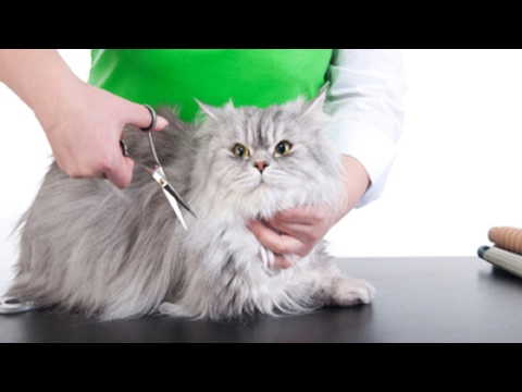 How to Sedate a Cat for Grooming.