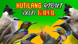 Download lagu Suara Pikat Kutilang Ribut Kombinasi Burung Kecil Durasi Panjang mp3