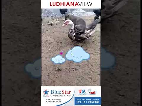 #Kudrat #Nature #Ludhiana