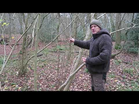 Hazel - uses and identification