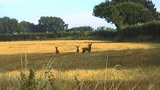 Goldfrapp - A Trip To Felt Mountain