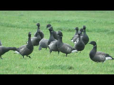 Brent Geese - Baiter Park - 26/11/19
