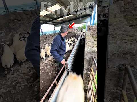 Das frechste Schaf! 🐑😱