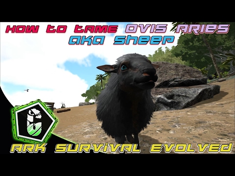 🐑 Ark Survival Evolved - How To Tame Ovis Aries (Sheep) 🐑