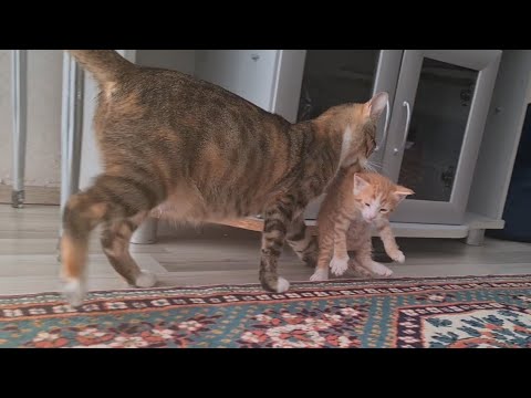 Cute Mother Cat carrying her little Kittens to other rooms in her mouth.