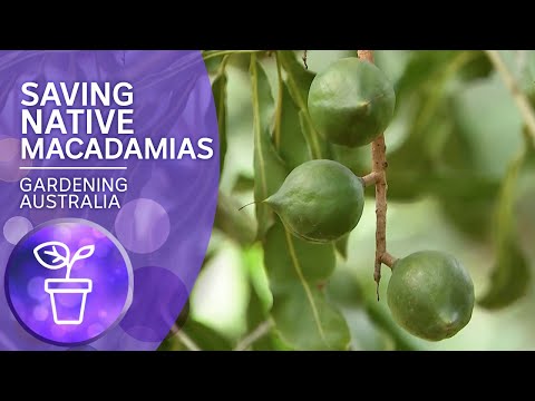 , title : 'Saving Australia's native macadamia nuts