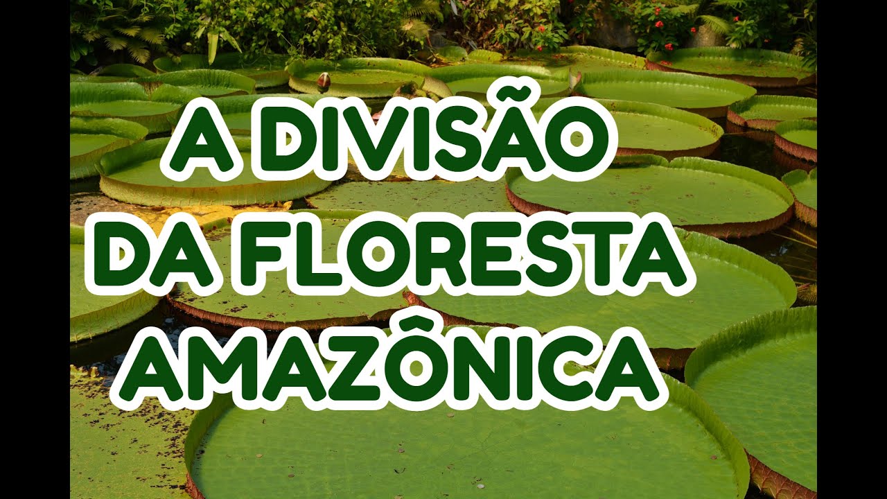 IGAPÓ, VÁRZEA E TERRA FIRME: A DIVISÃO DA FLORESTA AMAZÔNICA | FUNDAMENTAL | EF07GE01 | EF07GE02